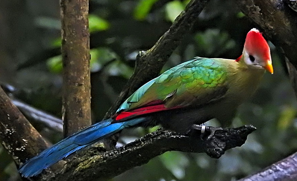 Red-Crested Turaco