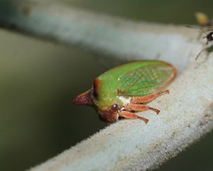 Sextius virescens
