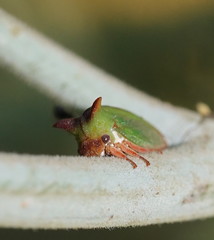 Sextius virescens