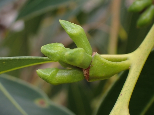Eucalyptus botryoides