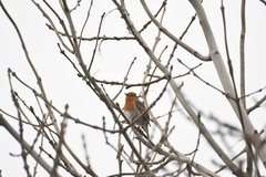 Erithacus rubecula