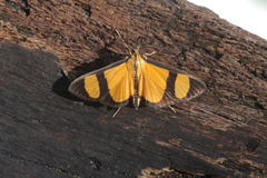 Phostria delilalis