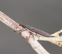 Rhinotia phoenicoptera