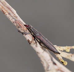 Rhinotia phoenicoptera
