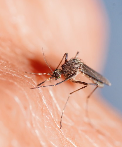 Culex annulirostris Skuse, 1889