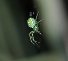 Araneus ginninderranus