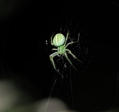 Araneus ginninderranus