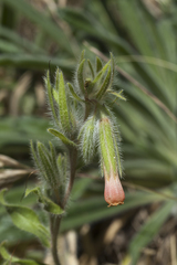 Onosma dichroantha