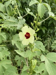 Hibiscus nigricaulis