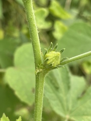 Hibiscus nigricaulis