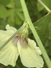 Hibiscus nigricaulis