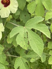 Hibiscus nigricaulis