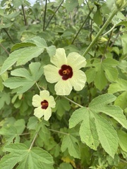 Hibiscus nigricaulis