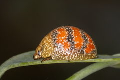 Paropsis obsoleta
