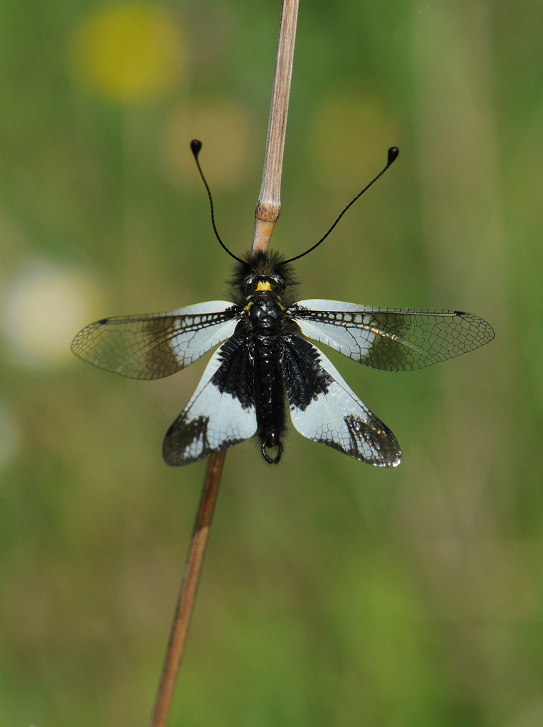 Libelloides lacteus