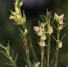 Stylapterus barbatus