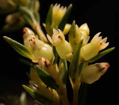 Stylapterus barbatus