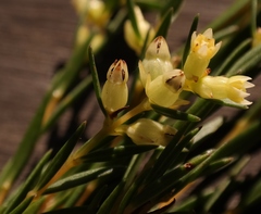 Stylapterus barbatus