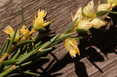 Stylapterus barbatus