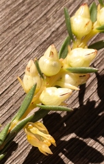 Stylapterus barbatus