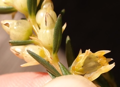 Stylapterus barbatus