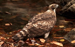 Nisaetus nipalensis