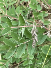 Indigofera astragalina