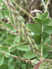 Indigofera astragalina
