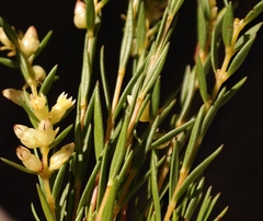 Stylapterus barbatus