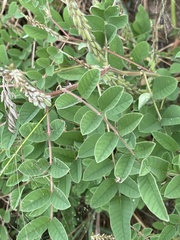 Indigofera astragalina