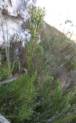 Stylapterus barbatus