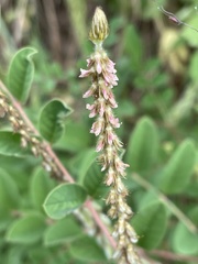 Indigofera astragalina