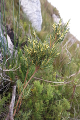 Stylapterus barbatus