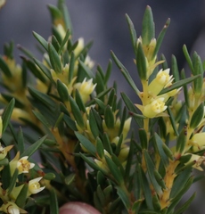 Stylapterus barbatus