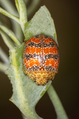 Paropsis obsoleta