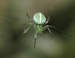 Araneus ginninderranus