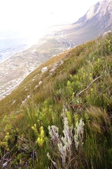 Stylapterus barbatus