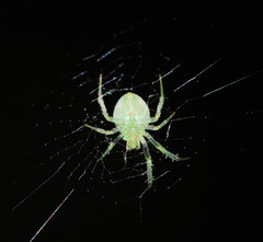 Araneus ginninderranus