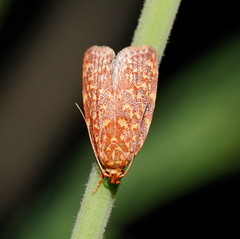 Syringoseca rhodoxantha