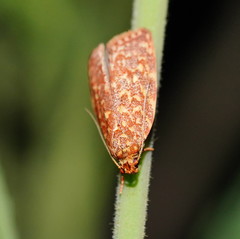 Syringoseca rhodoxantha