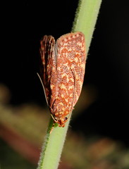 Syringoseca rhodoxantha