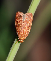 Syringoseca rhodoxantha