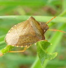 Peribalus strictus strictus