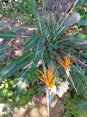 Strelitzia reginae reginae