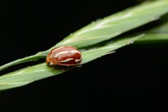 Calvia quadrivittata