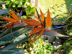 Strelitzia reginae reginae