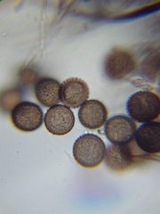 Lamproderma echinulatum