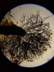 Lamproderma echinulatum