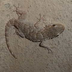 Geckobia