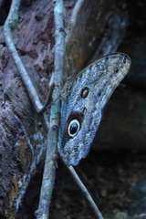 Caligo brasiliensis